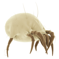 mite mite