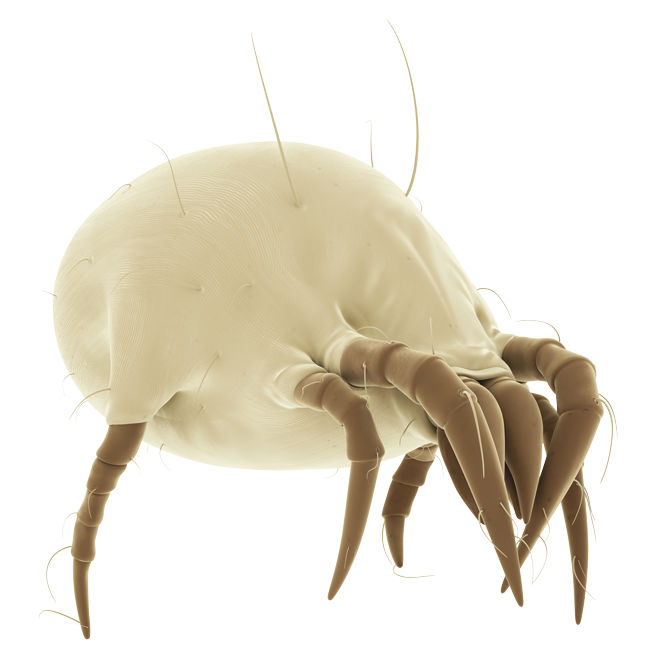 mite